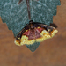 Chrysozonata purpurascens - Photo (c) Nigel Voaden, some rights reserved (CC BY)