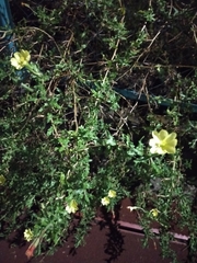 Oenothera laciniata