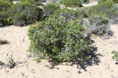 Othonna coronopifolia