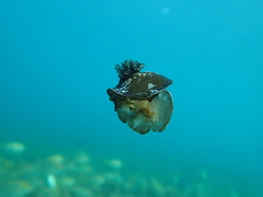Aphelodoris gigas