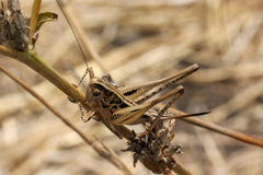 Festella festae