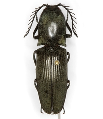 Chalcolepidius viridipilis