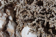 Crassula muscosa muscosa