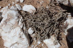 Crassula muscosa muscosa
