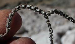 Crassula muscosa muscosa