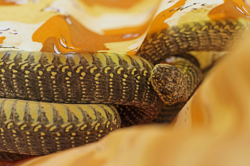 Dispholidus punctatus