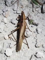 Bucrates malivolans