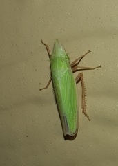 Draeculacephala antica