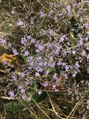 Limonium platyphyllum
