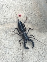 Mastigoproctus giganteus