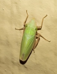 Draeculacephala antica