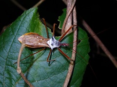 Epidaus validispinus