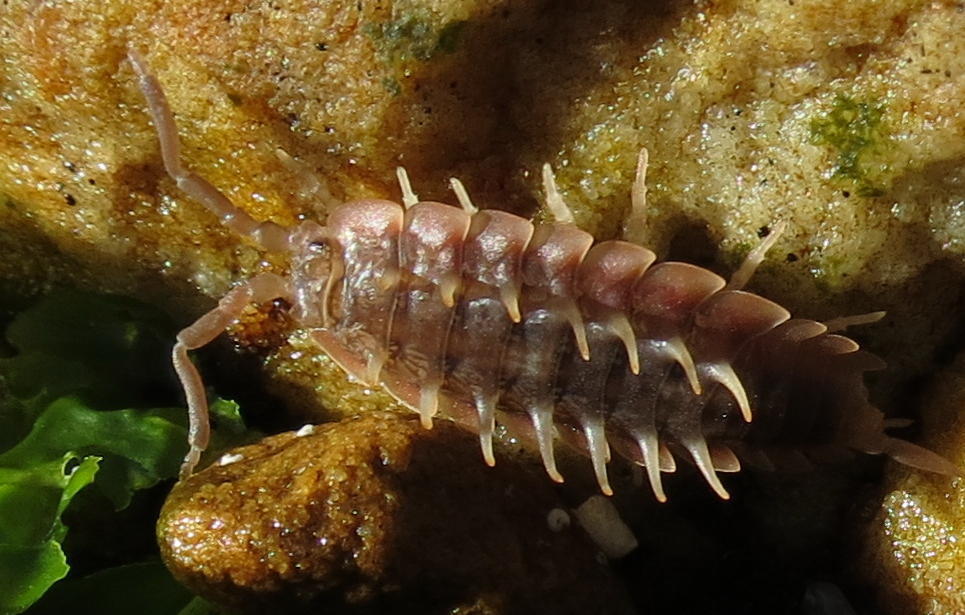 Detonidae