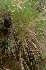 Poa anceps