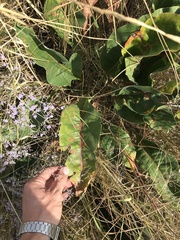 Limonium platyphyllum