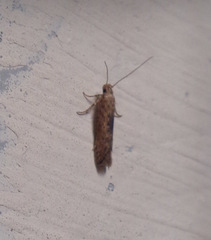 Phthorimaea operculella