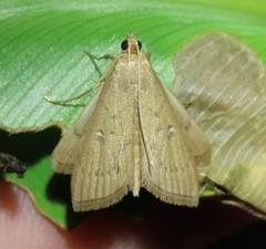 Geshna cannalis