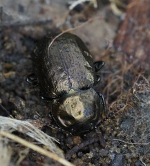 Adelium abbreviatum