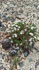 Leptosiphon melingii