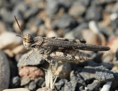 Acrotylus insubricus