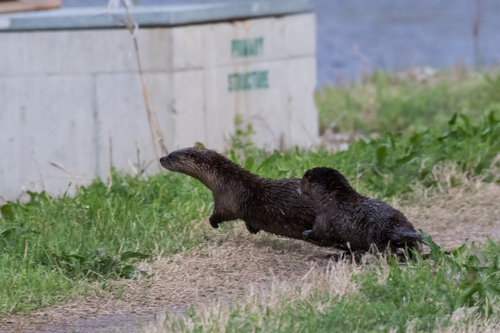 North American River Otter photographed in Oklahoma