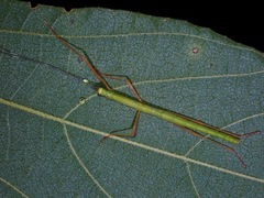 Marmessoidea rosea