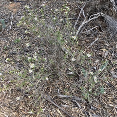 Olearia magniflora