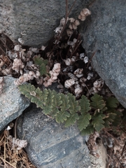 Cheilanthes hypoleuca