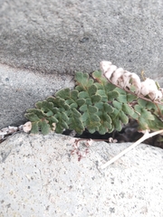 Cheilanthes hypoleuca