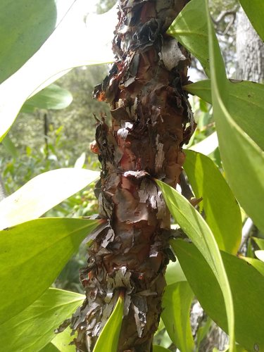 Broad-leaf Geebung