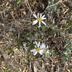 Olearia magniflora