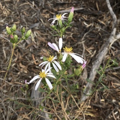 Olearia magniflora