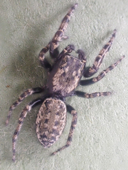 Terralonus mylothrus