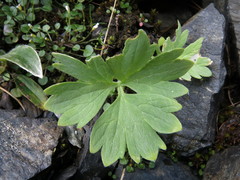 Ranunculus buchananii