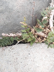 Cheilanthes hypoleuca