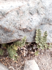 Cheilanthes hypoleuca