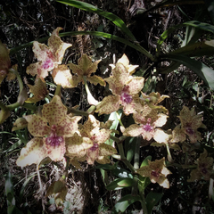 Cyrtochilum triphyllum