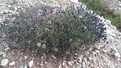 Porophyllum linaria