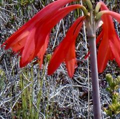 Cyrtanthus fergusoniae