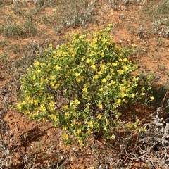Roepera aurantiaca