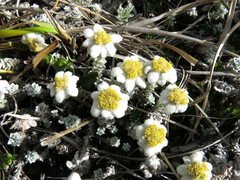 Leucogenes grandiceps