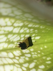 Exyra semicrocea