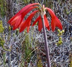 Cyrtanthus fergusoniae
