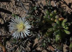 Vanzijlia annulata