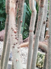 Cleistocactus strausii
