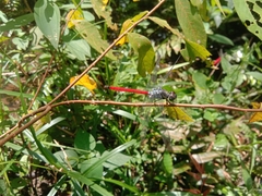 Lathrecista asiatica