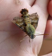 Macroglossum trochilus