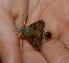 Macroglossum trochilus