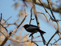 Melaniparus niger xanthostomus
