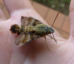 Macroglossum trochilus